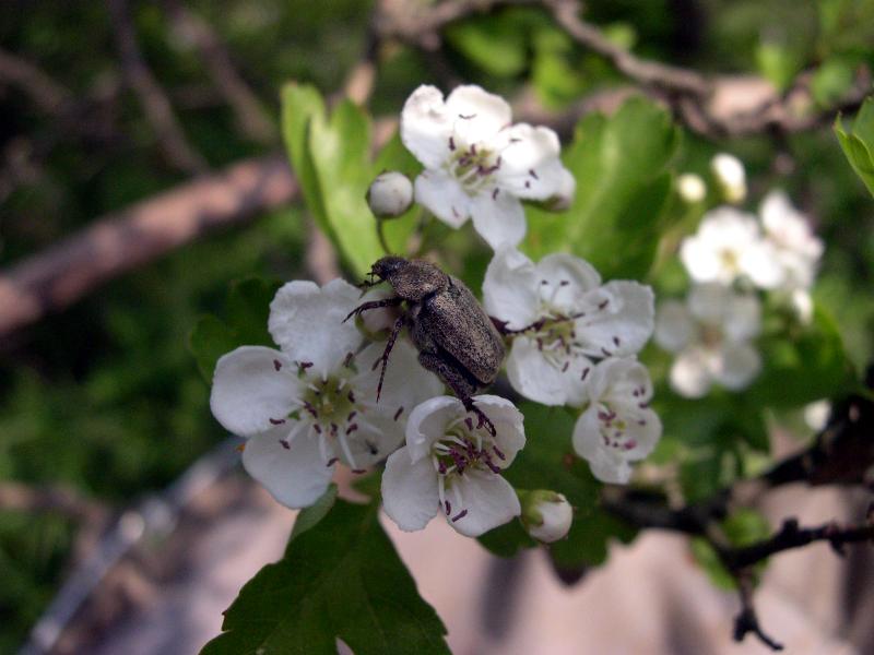 Incontri fortunati: Hoplia fiorii